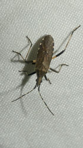 Réf. 329 699 : Dicranocephalus agilis